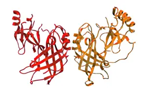 Virus Prints: VP40, Molecular Model