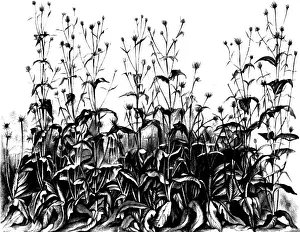Trait Prints: De Vries Experimental Garden