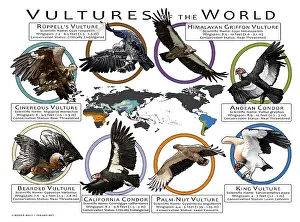 Prints: Vultures of the World