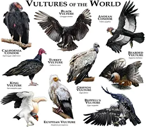 2015 Prints: Vultures of the World