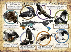 Prints: Vultures of the World