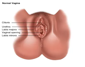 Opening Prints: Vulva, Illustration