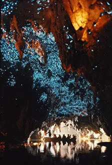 Prints of Visitors to Waitomo Caves take a boat ride to see the glowworms (Arachnocampa luminosa), New Zealand : Waitomo Glowworm Caves, New Zealand