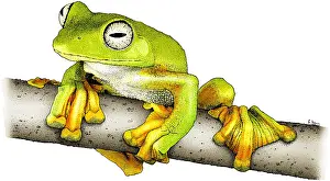Flying Prints: Wallace's Flying Frog