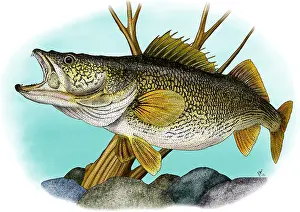 Sport Prints: Walleye