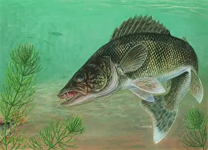November Prints: Walleye (Sander vitreus)