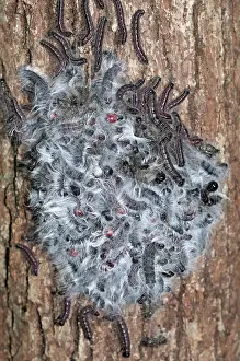 Walnut caterpillars, Datana integerrima