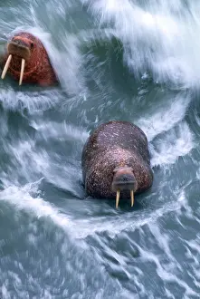 World Cultures Prints: Walrus