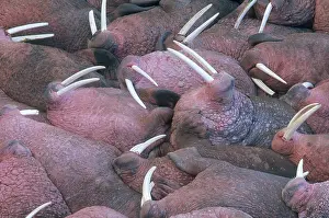 Bulls Prints: Walruses