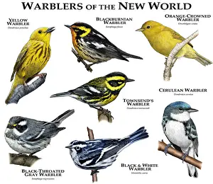 Poster Prints: Warblers of the New World