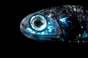 Warming's Lanternfish (Ceratoscopelus warmingi)