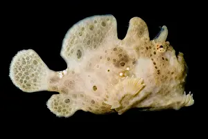 Illicium Prints: Warty Frogfish