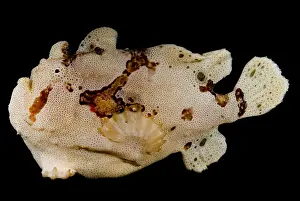 Warty Frogfish