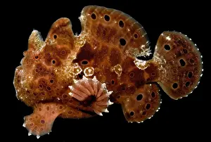 Fish Prints: Warty Frogfish