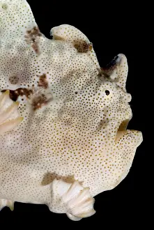 Angler Prints: Warty Frogfish