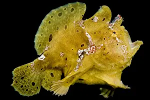 Angler Prints: Warty Frogfish