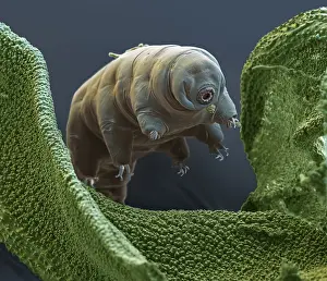 Sems Prints: Water Bear, Moss Piglet, or Tardigrade, Microscopic Image