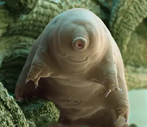 Sems Prints: Water Bear or Tardigrade