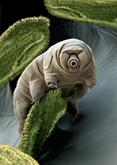 Sems Prints: Water Bear or Tardigrade Under a Scanning Electron Microscope