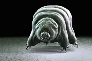 : Water Bear (Tardigrades)