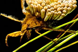 Predatory Prints: Water Beetle Brooding Eggs