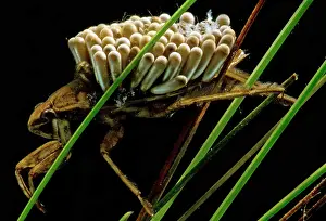 Predatory Prints: Water Beetle Brooding Eggs