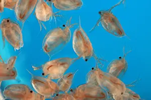 Water Flea (Daphnia magna) under a microscope