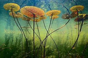 Order Prints: Water lilies, Nymphaea nouchali, Botswana