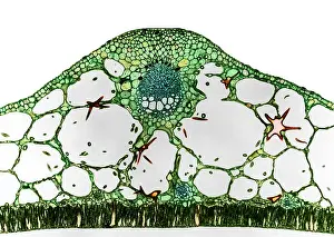 Cross Prints: Water-lily Petiole with Sclereids, light micrograph