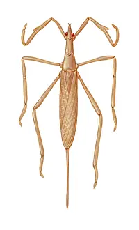 Stick Prints: Water Scorpion