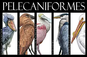 Birds Prints: Waterbirds, Poster