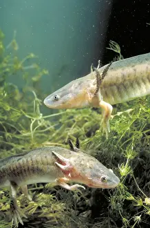 Tigrinum Prints: Waterdogs