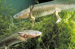 Tigrinum Prints: Waterdogs