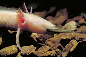 Tigrinum Prints: Waterdogs