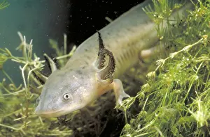 Tigrinum Prints: Waterdogs