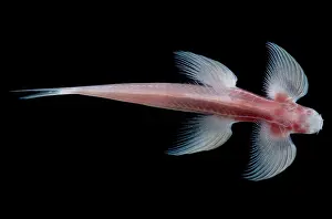 Freshwater Prints: Waterfall Climbing Loach