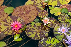 Nature Prints: Waterlilies in a garden pool
