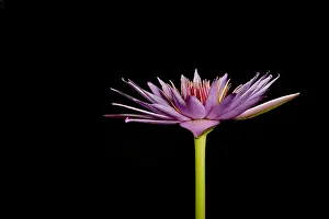 Introduced Prints: Waterlily opening (part of a series)