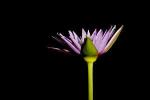 Introduced Prints: Waterlily opening (part of a series)