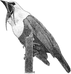 Bells Prints: Three Wattled Bell Bird