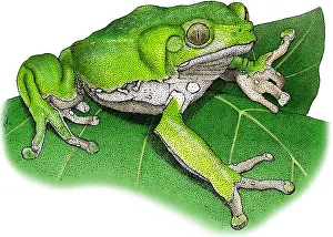 Monkey Prints: Waxy Monkey Treefrog