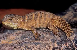 Tail Prints: Weapon-tail Lizard