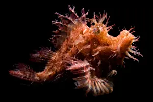 Horizontal Prints: Weedy Scorpionfish