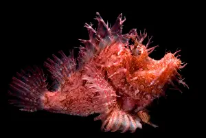 Horizontal Prints: Weedy Scorpionfish