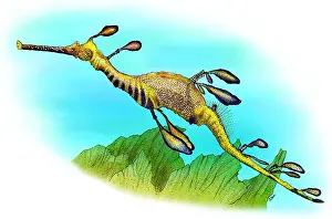 Dragon Prints: Weedy Sea Dragon