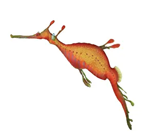 November Prints: Weedy Seadragon (Phyllopteryx taeniolatus)