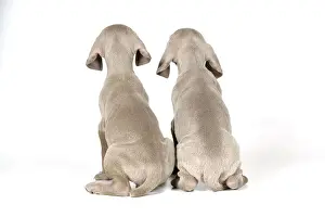 Studio Prints: Two Weimaraner Puppies