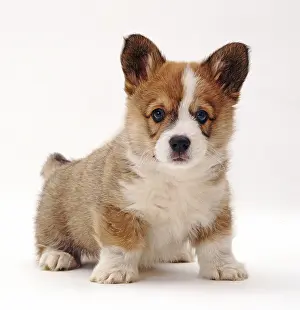 Studio Prints: Welsh Corgi Puppy