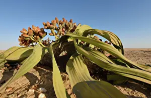 Tree Prints: Welwitschia Mirabilis, Cones in Bloom, The Namib, Namibia, Living Fossil
2038984