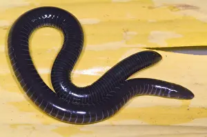 Caecilidae Prints: West African Caecilian